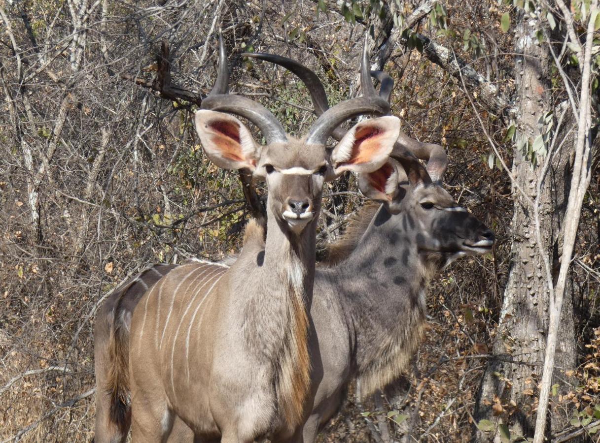 Weltevrede Lodge - Self Catering Houses Marloth Park Exteriér fotografie
