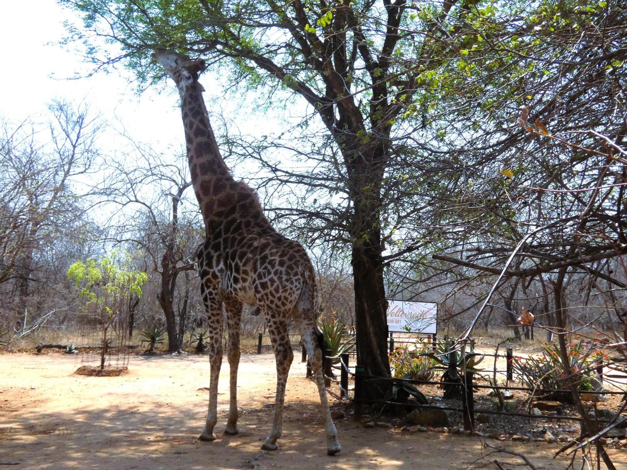 Weltevrede Lodge - Self Catering Houses Marloth Park Exteriér fotografie